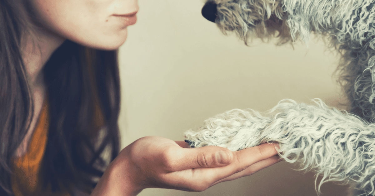 Why Do Dogs Put Their Paws On You? A Pooch’s Point of View!